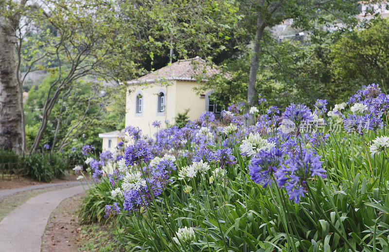 Agapanthus 花 (Agapanthsu Africanus)